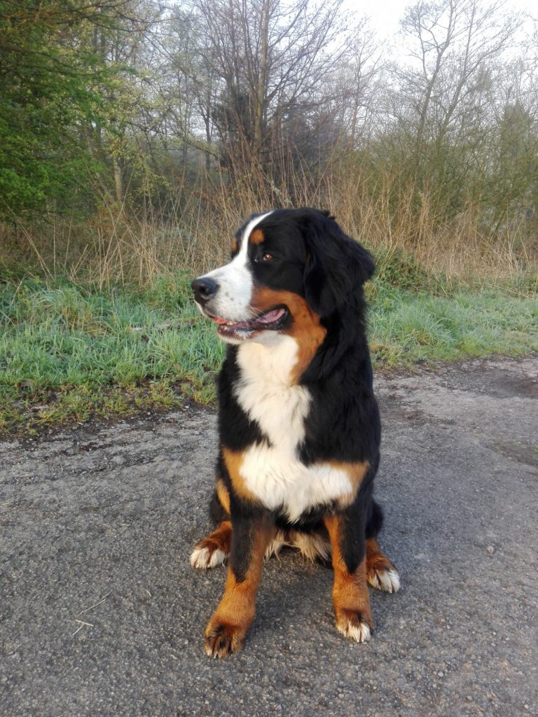 Berner Sennenhund