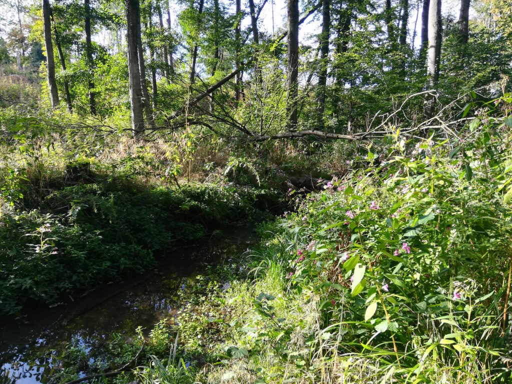 Wald und Wasser